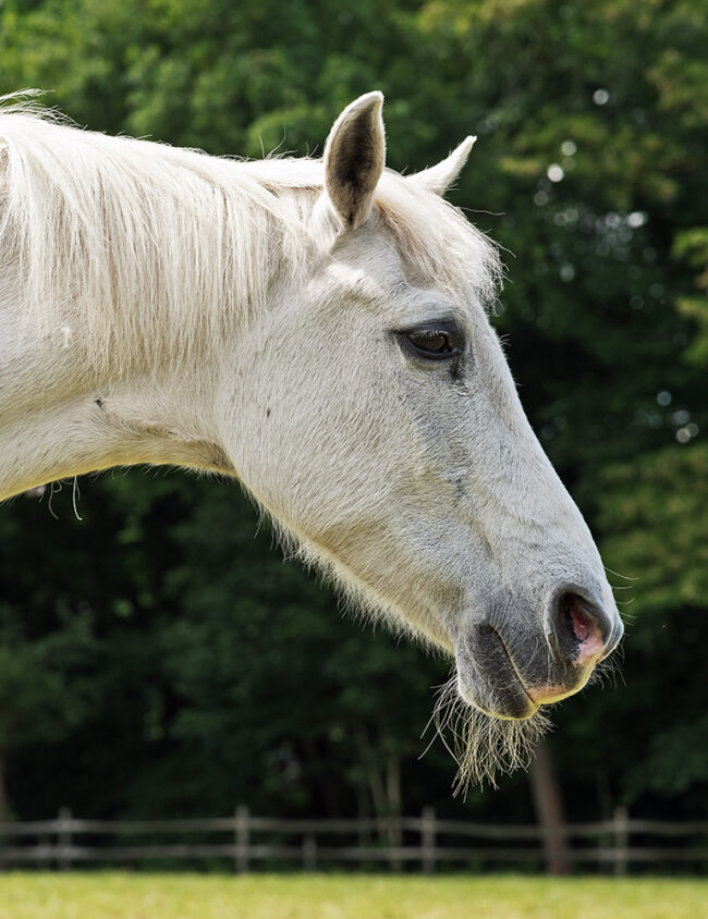 Feeding the older horse