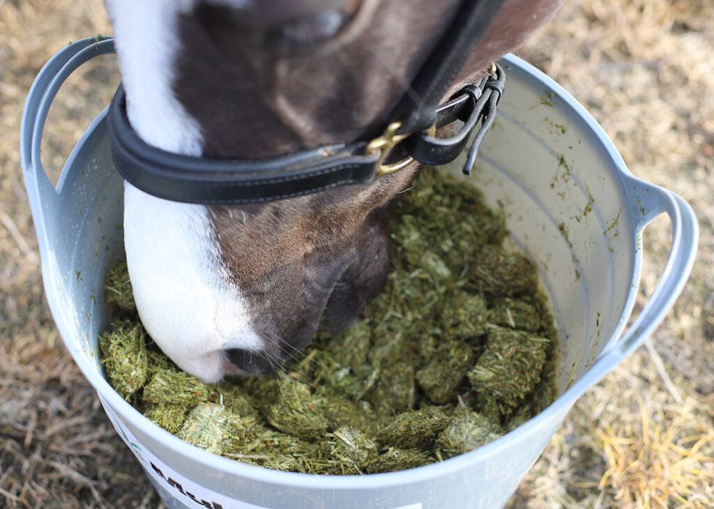 What to feed a horse or pony with laminitis