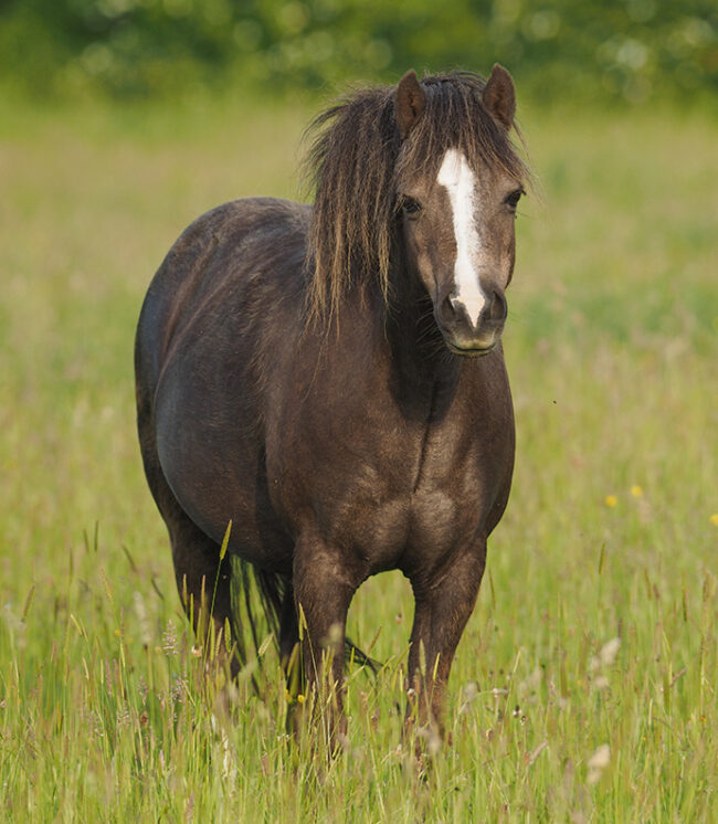 Feeding for laminitis Feeding for laminitis