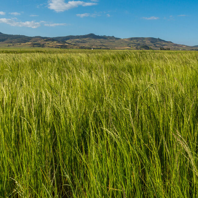 Teff field featuring the grass and the sky