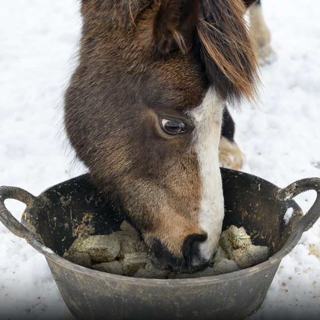 winter-horse-feeding-tips
